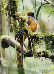 Harpactes whiteheadi
