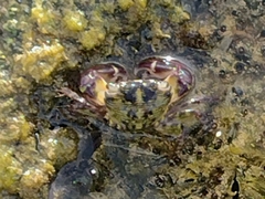 Pachygrapsus transversus