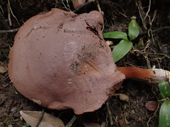 Boletus barragensis