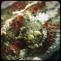 Agama aculeata