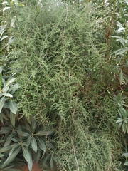 Asparagus acutifolius