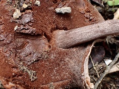 Boletus barragensis