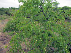 Ziziphus mucronata
