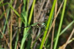 Synthemis eustalacta
