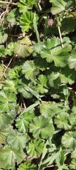 Alchemilla orbiculata