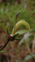 Lobelia digitalifolia