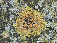 Xanthoria parietina