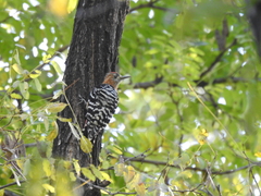 Dendrocopos hyperythrus