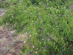 Ziziphus mucronata