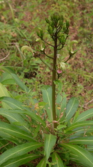 Lobelia digitalifolia