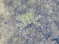 Pachygrapsus transversus