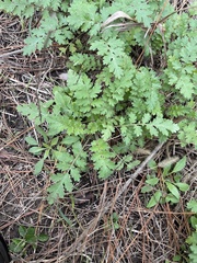 Phacelia congesta