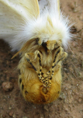 Phiala