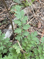 Phacelia congesta