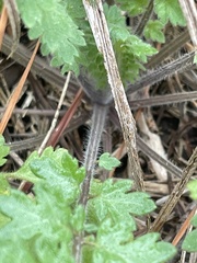 Phacelia congesta
