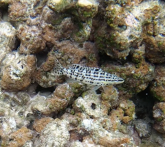 Serranus tigrinus