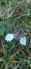 Gentiana sedifolia