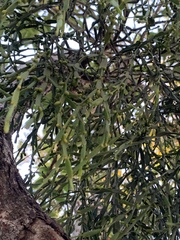 Viscum articulatum