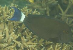 Acanthurus blochii