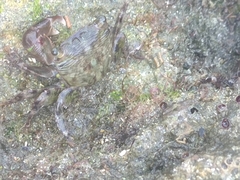 Pachygrapsus transversus