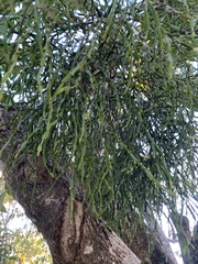 Viscum articulatum