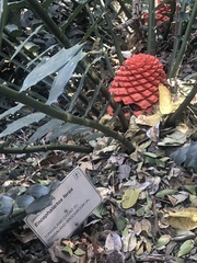 Encephalartos ferox ferox