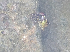 Pachygrapsus transversus