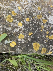 Teloschistaceae