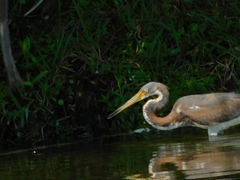 Egretta tricolor