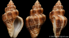 Cantharus cecillei