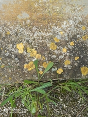 Teloschistaceae