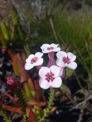 Erica ampullacea