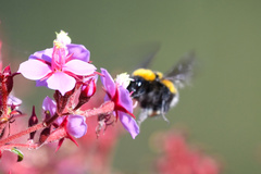 Bombus hortulanus