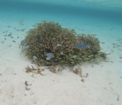 Acropora cervicornis