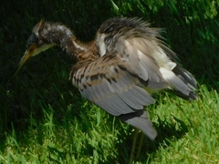 Egretta tricolor