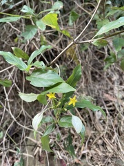 Mussaenda formosanum