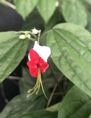 Clerodendrum thomsoniae