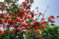 Delonix regia