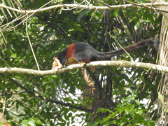 Ratufa indica