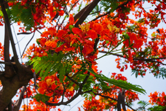 Delonix regia