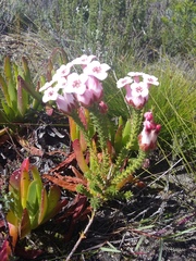 Erica ampullacea