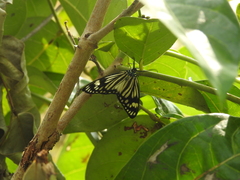 Cyclosia latipennis