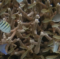 Acropora cervicornis