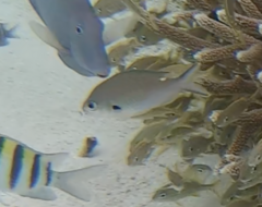 Azurina multilineata