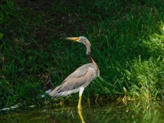 Egretta tricolor