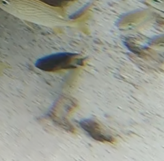 Stegastes partitus