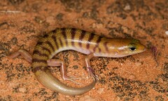 Eremiascincus richardsonii