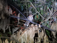 Caprimulgus atripennis