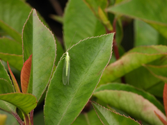 Chrysoperla
