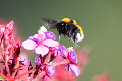 Bombus hortulanus